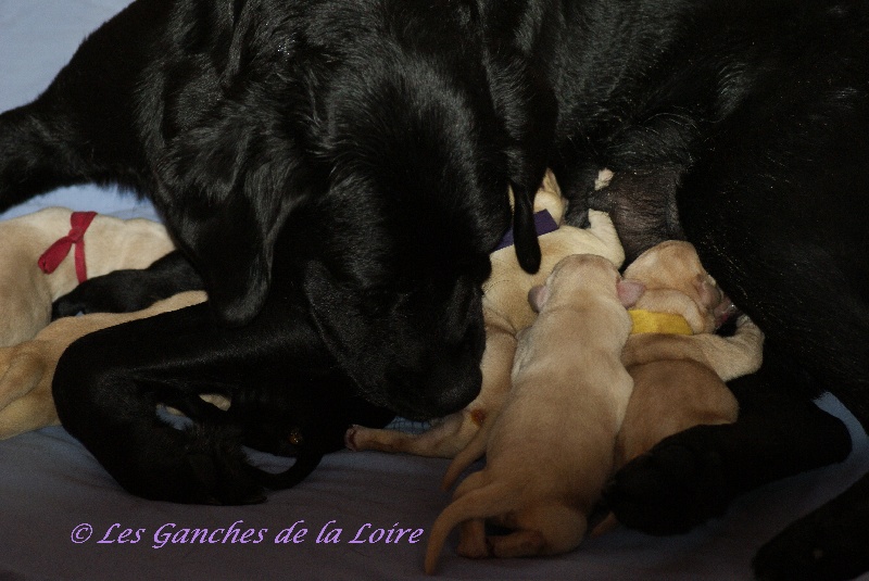 des Ganches de la Loire - Labrador Retriever - Portée née le 03/11/2011