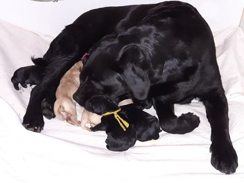 des Ganches de la Loire - Labrador Retriever - Portée née le 04/03/2020