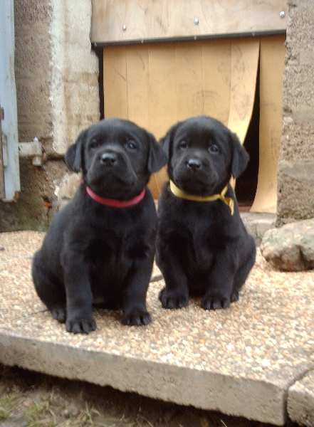 des Ganches de la Loire - Labrador Retriever - Portée née le 20/11/2010