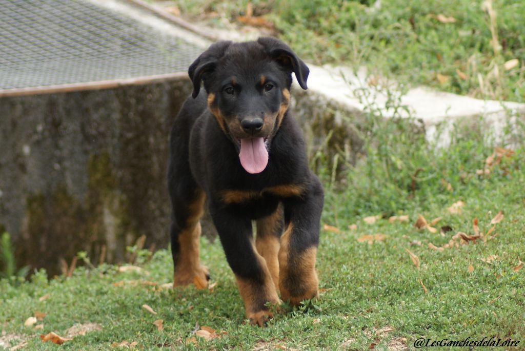 des Ganches de la Loire - Chiots disponibles - Berger de Beauce
