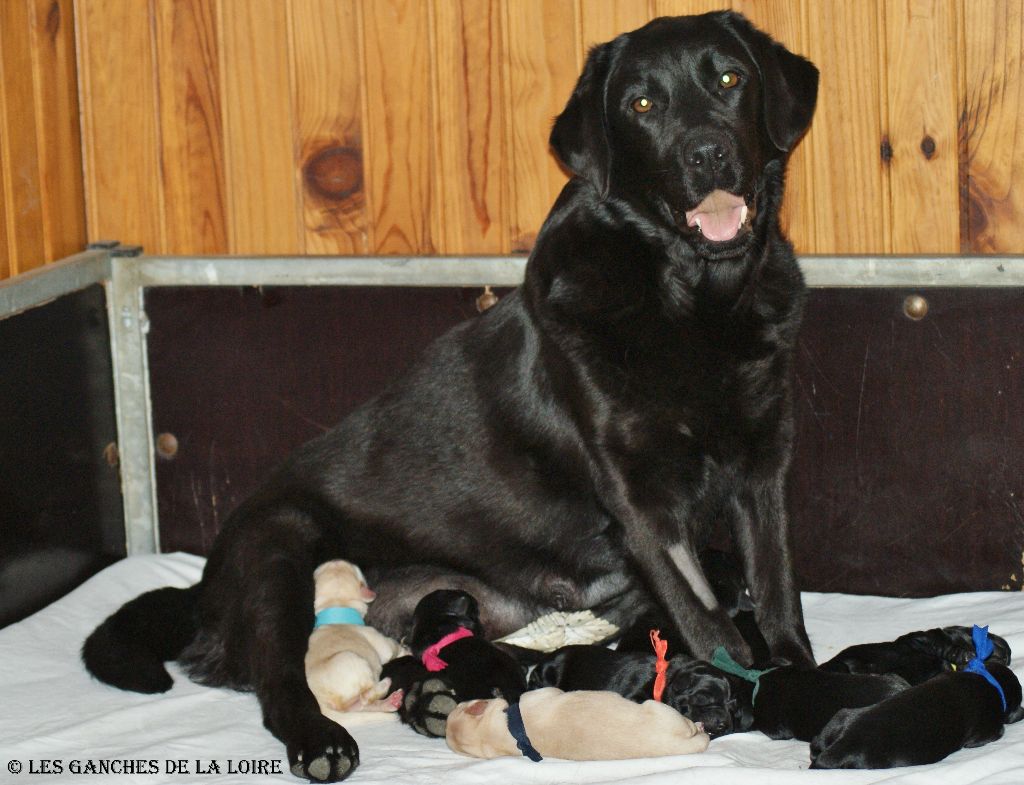 des Ganches de la Loire - Labrador Retriever - Portée née le 17/05/2017