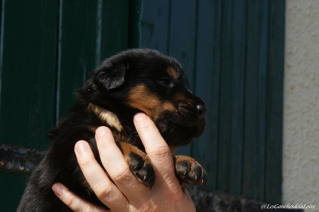 des Ganches de la Loire - Chiots disponibles - Berger de Beauce