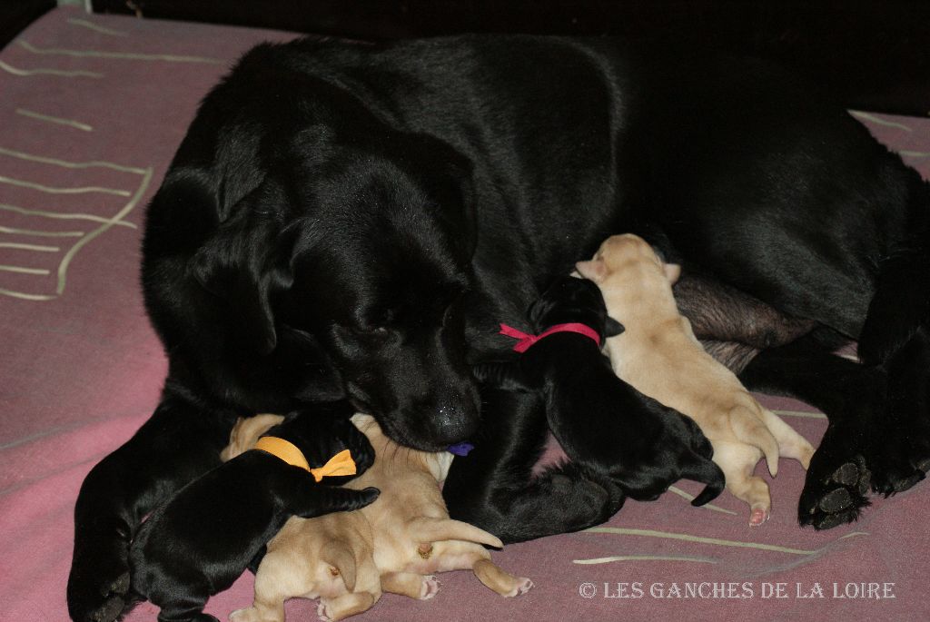 des Ganches de la Loire - Labrador Retriever - Portée née le 17/11/2014