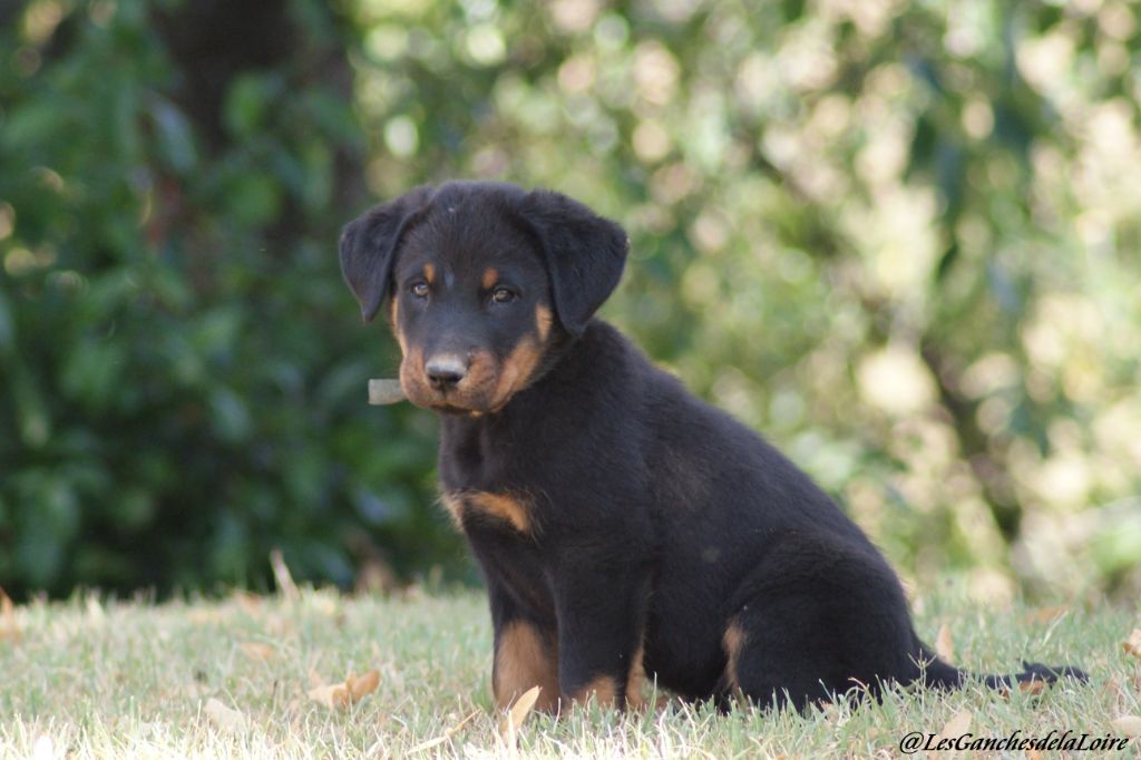 des Ganches de la Loire - Chiots disponibles - Berger de Beauce